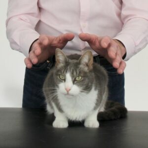 Alexandre, magnétiseur à Chartres - Soins aux animaux